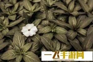 为什么我们要向中国母亲致敬？因为她们的爱无可替代