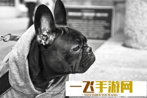 打奉陪到底谈大门敞开：外交策略背后的深层含义