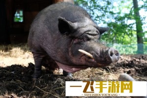 林磊儿你对得起小姨吗？亲情与道德的拷问